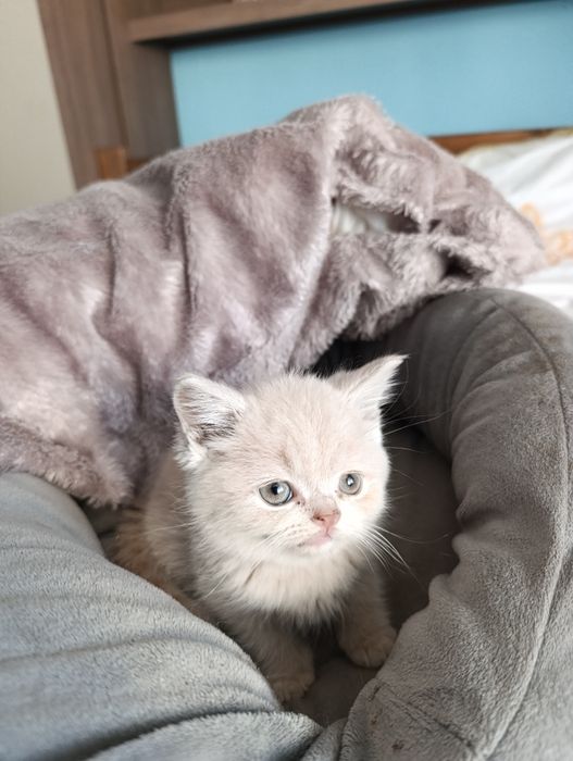 Vand British shorthair