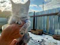 Отдам котят в добрые руки