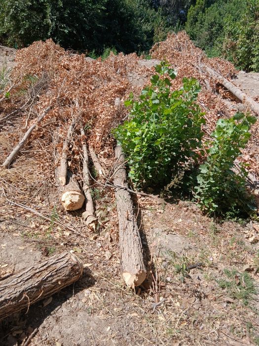 Терекла бор сотилади. Келиштириб берворамиза срочно.  Манзил Янгийул