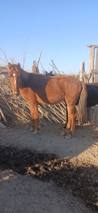 2 жасар еркек тай