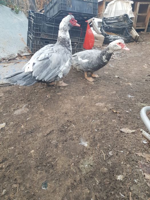 Продам  индауток