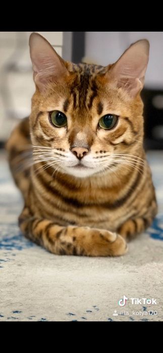 Продаётся Бенгальский кот.