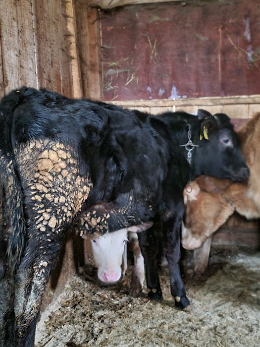 Vitica de 5 luni mhncacioasa buna de tinut