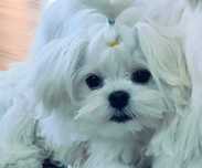 Mascul, bichon maltez, pedigree, linii coreea