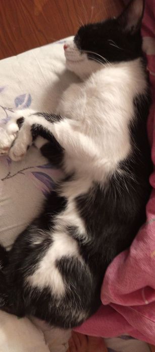 Кот  мальчик даром отдам белийчерний   турецкий ангора