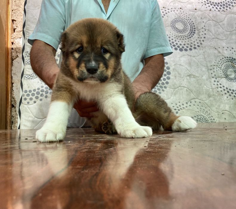 Щенок Кафказского Алабая ( супеп Гигант )