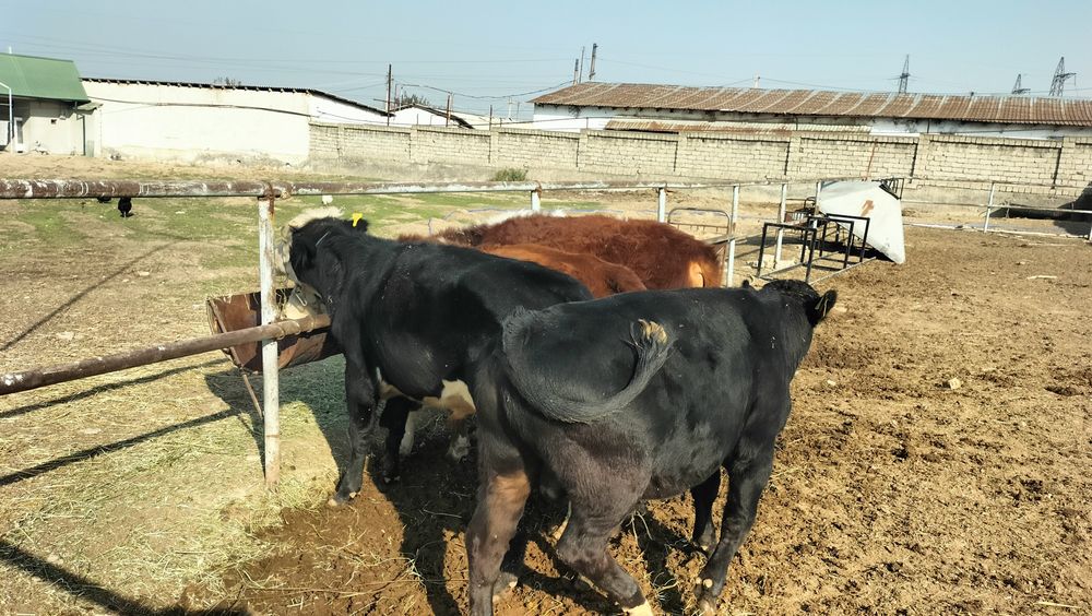 Продаются породистые бычки