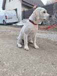 Femela labrador cu pedigree