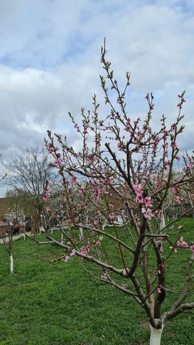 De vânzare casa plus terenul aferent total 6900 m2 preț 350000 euro