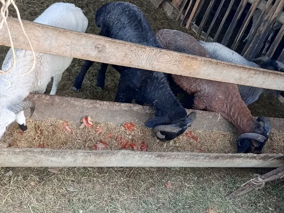 Qoʻchqor barralar sotiladi.Kelishilgan narxlarda