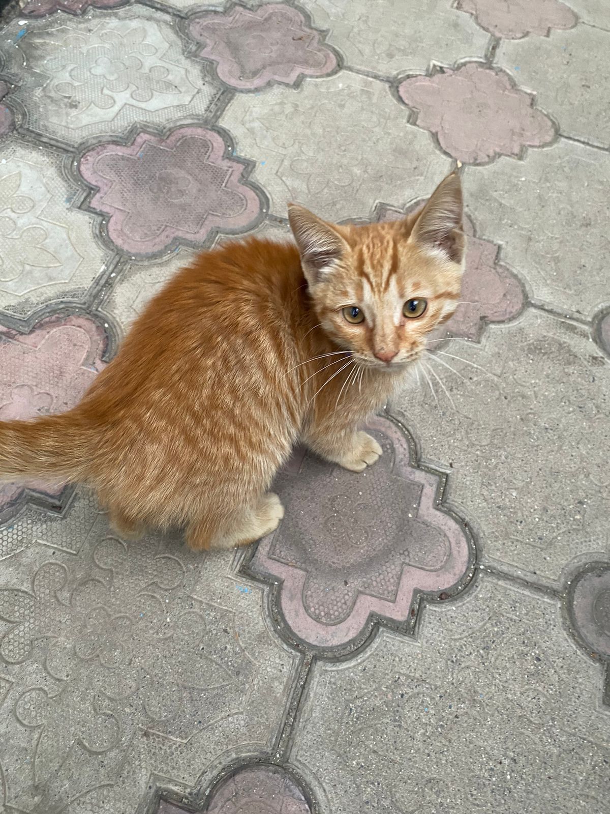 Котенок бесплатно