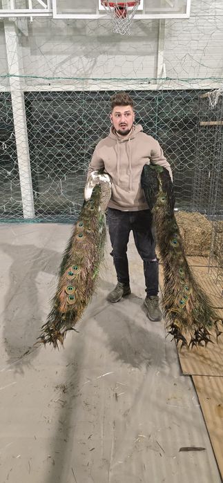 Pasari de rasa tineret și adulte