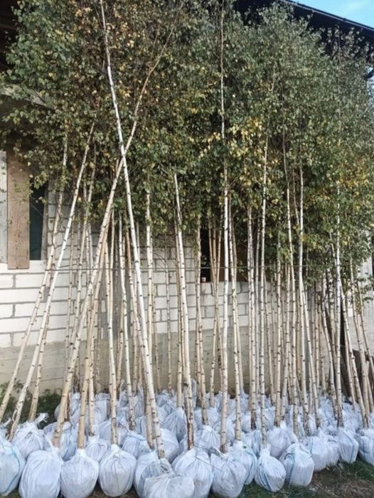 Mesteacan,tei,platan,stejar la cele mai bune preturi+transport gratuit