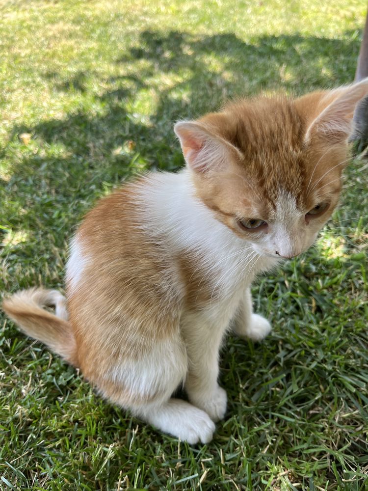 Adoptie pui pisica
