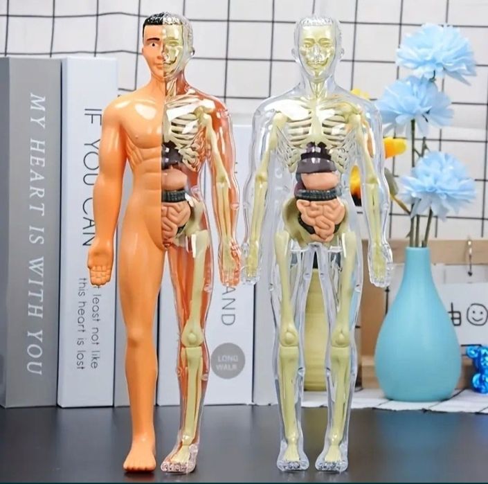 Schelet Corpul uman / 3D Model Anatomic - Educativ tip lego