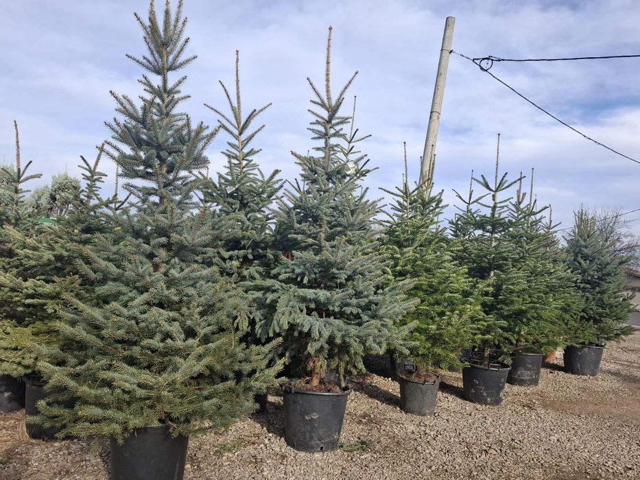 Vând brazi arginti și verzi la super preț