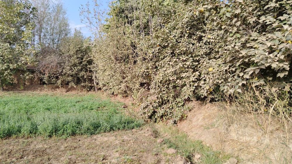 Yer asfalt yölni yuzida shaxarga yaqin suv zôr xosildor yer