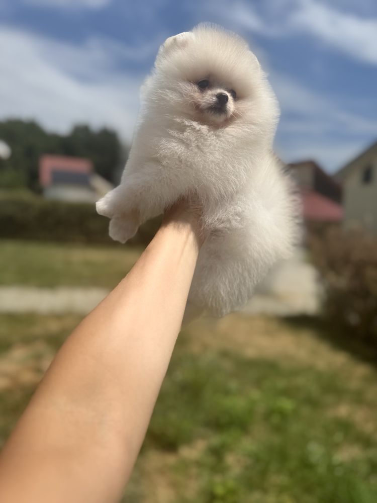 Femela pomeranian fci pedigree