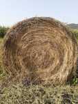 Baloți de lucernă
