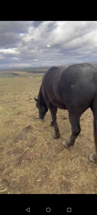 Vând manza neagra de 2 ani jumate