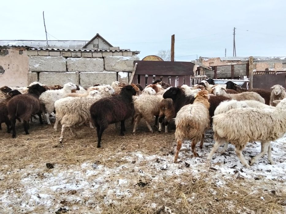 продам оптом бараны