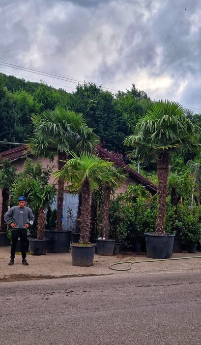 Palmieri rezistenți la îngheț,trachycarpus fortunei,cycas,washingtonia