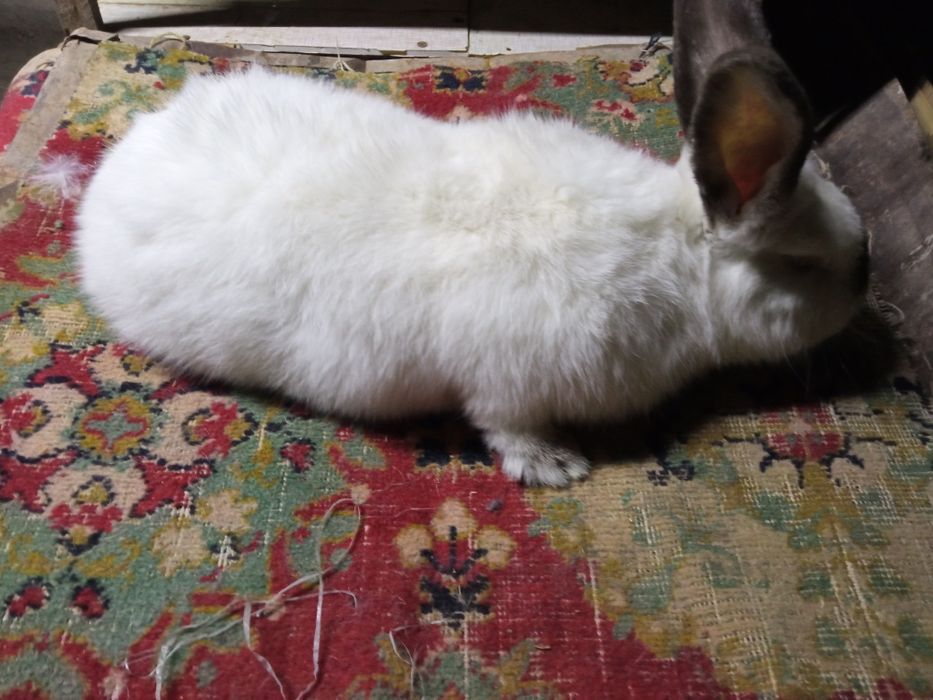 YEVRO kaliforniya sotiladi!!