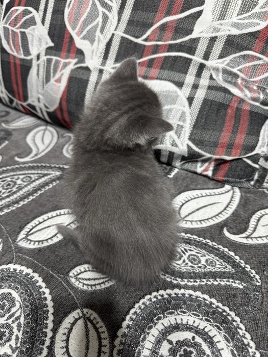 Продается котенок скоттиш страйт мальчик