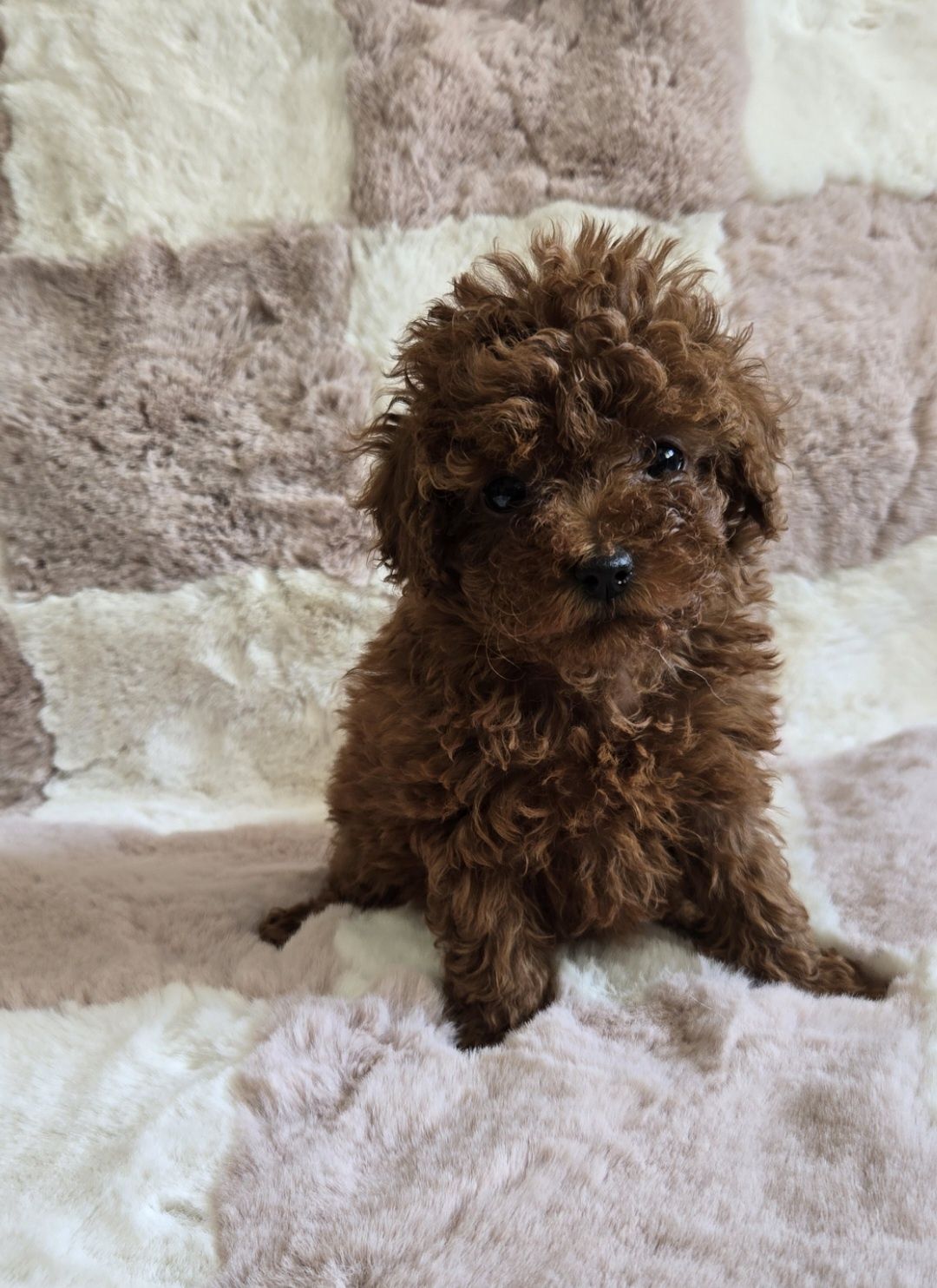 Пудел тийкъп /той Poodle toy с родословие момиче