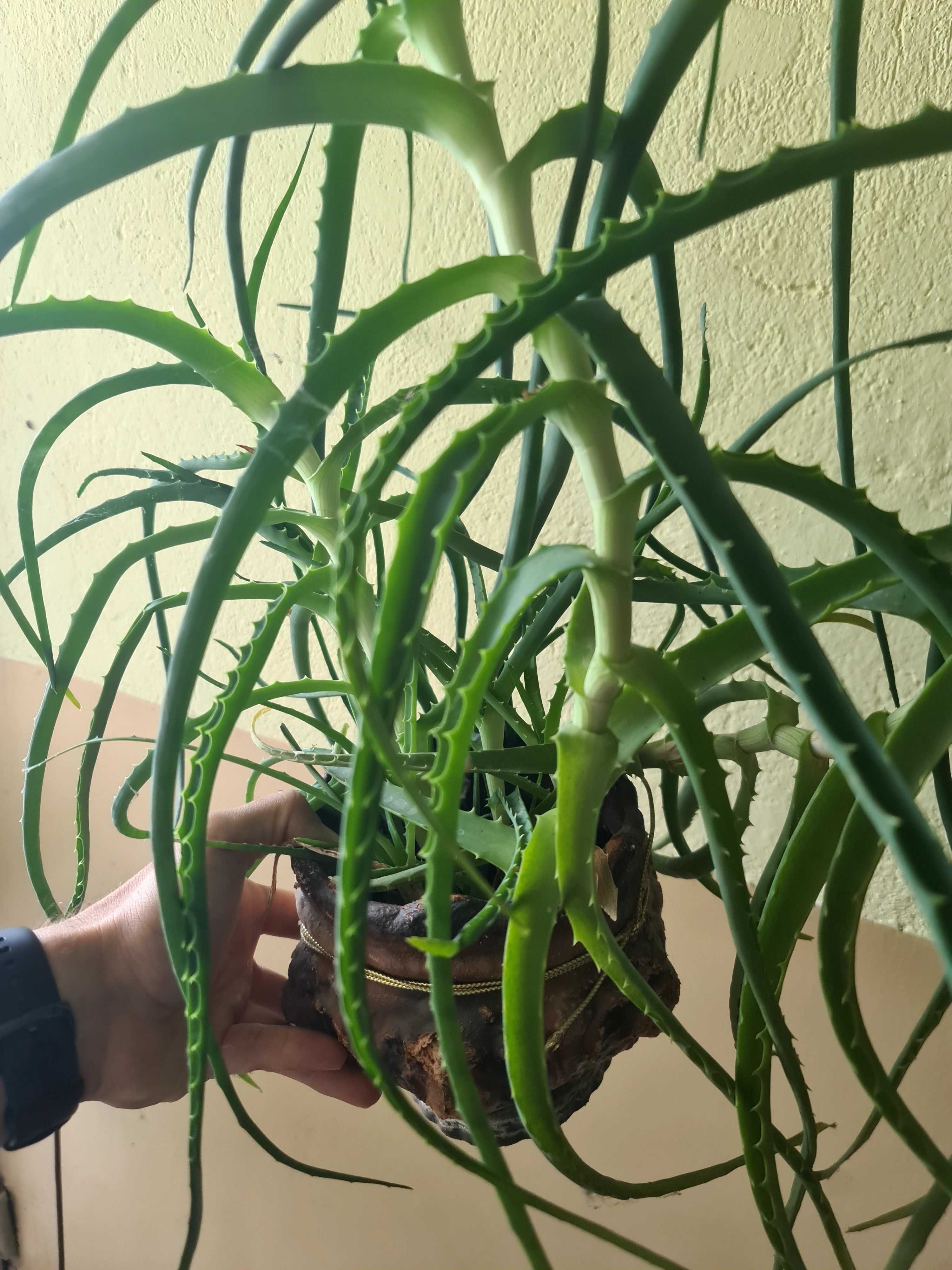 Дървовидно Алое (Aloe Arborescens)