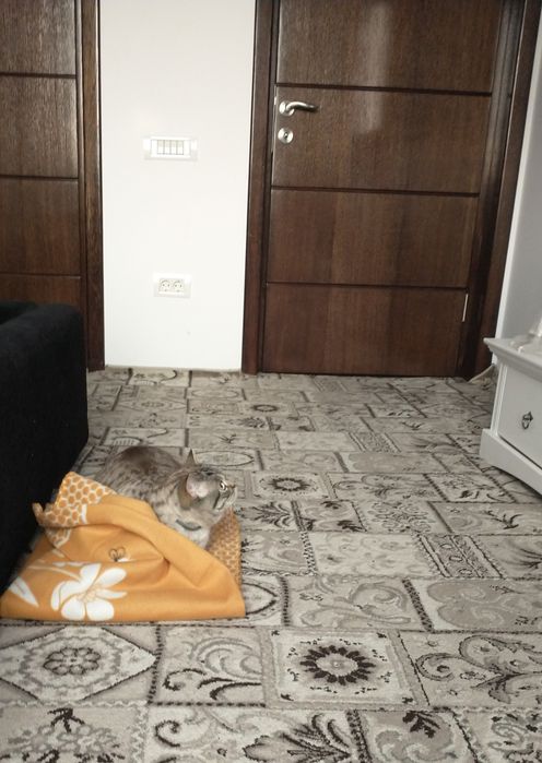 Îngrijire( cazare) pisicuțe și animăluțe de talie mică