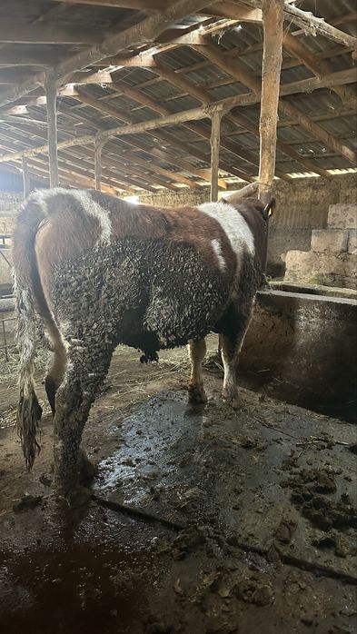 Бычоктар сатылады семіз