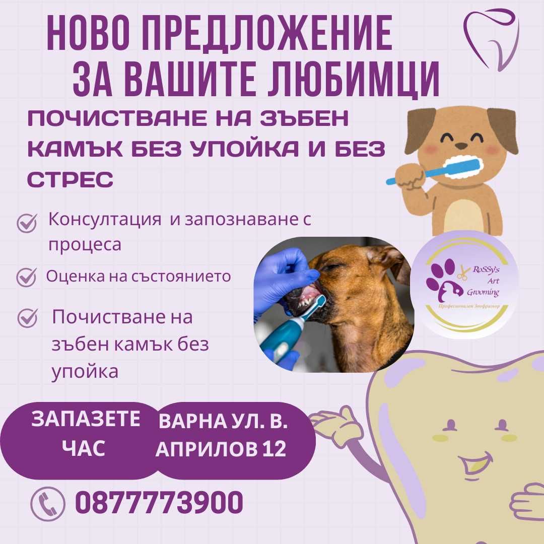 Професионално подстригване и грижа за вашия любимец в гр. Варна