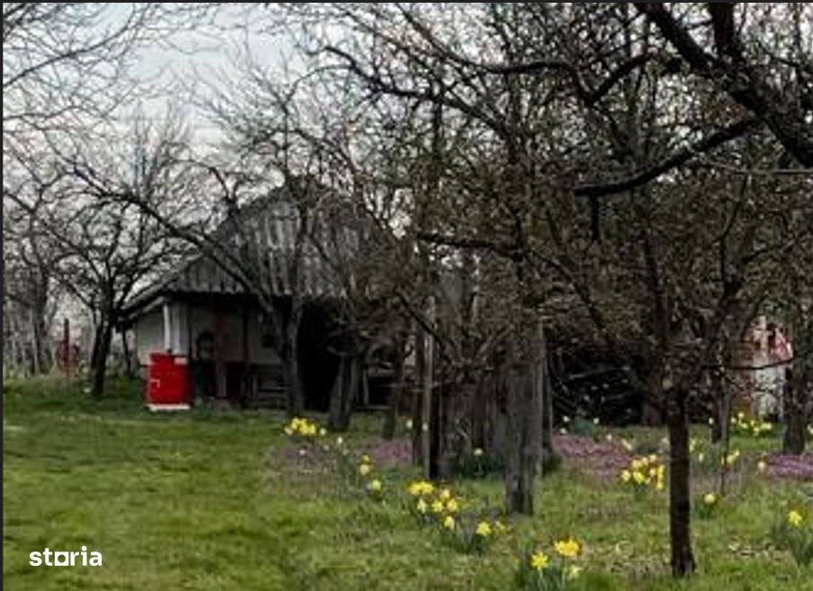 De vanzare Vie cu casuta intravilan Ardud