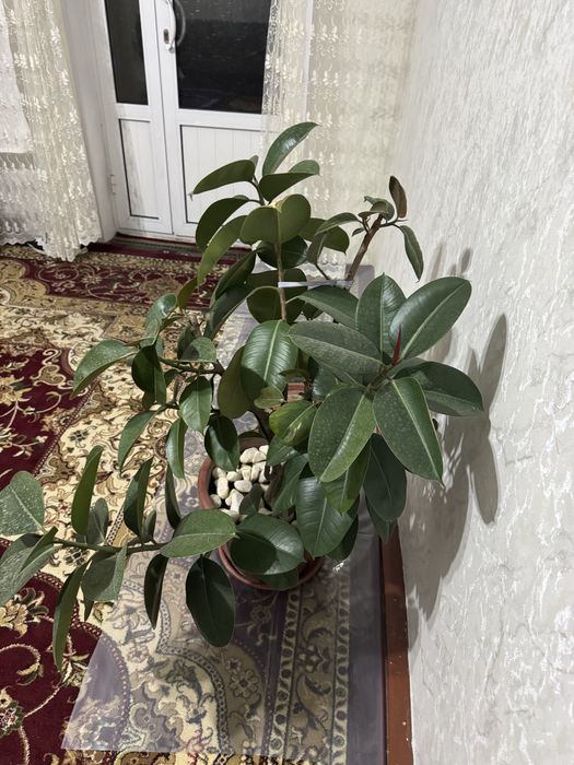 Большие и коасивые цветы которые украсят ваш дом