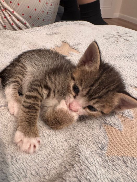 Срочно отдам в хорошие руки