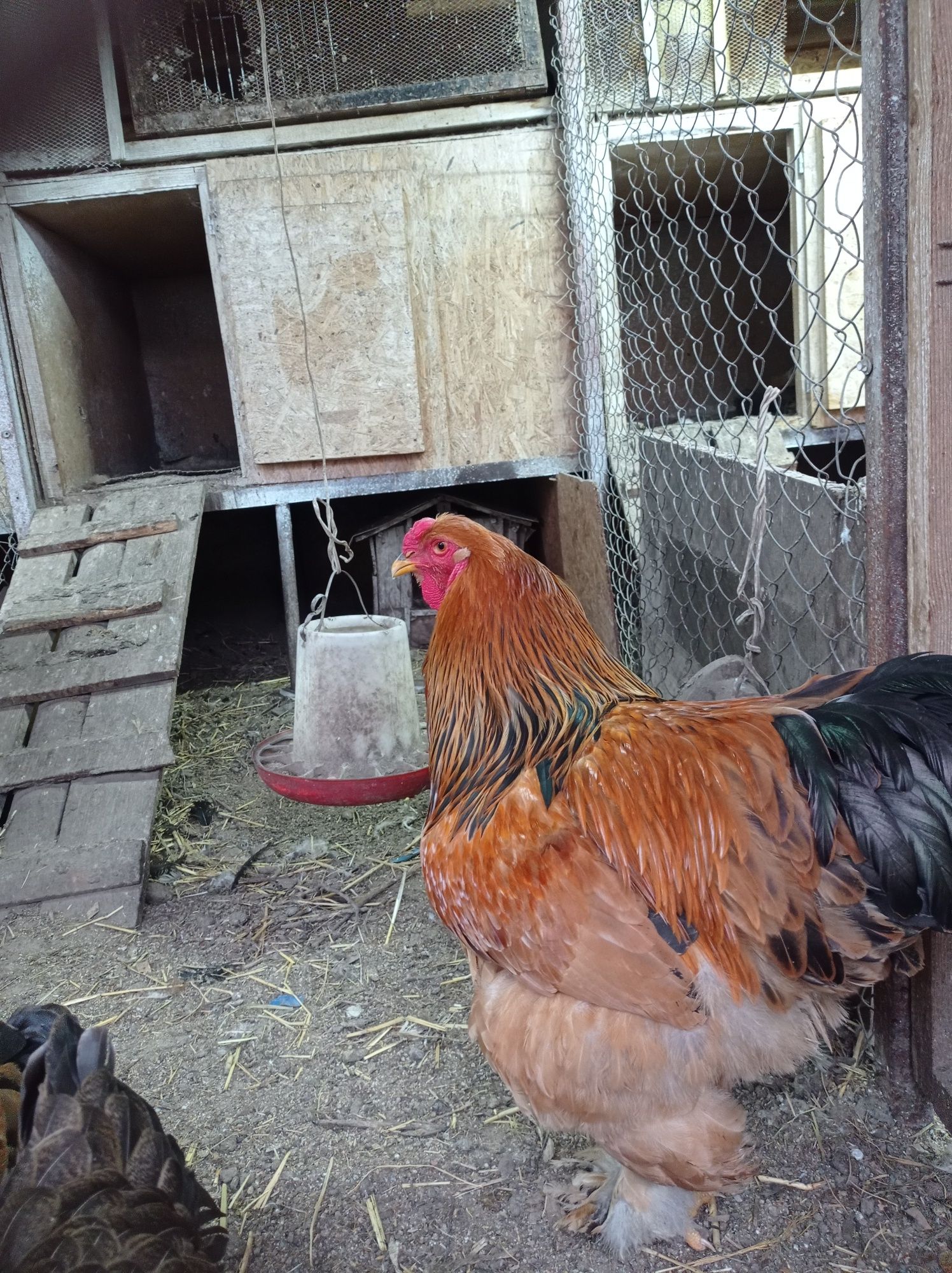 Продам инкубационнные яйца и цыплят, вывод 17-18 апреля,