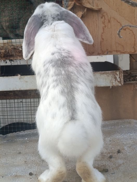 Fransuz baran 7 oyli erke.