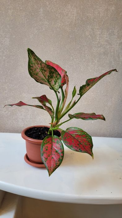 Аглаонема комнатное растение 30 см, 20 см