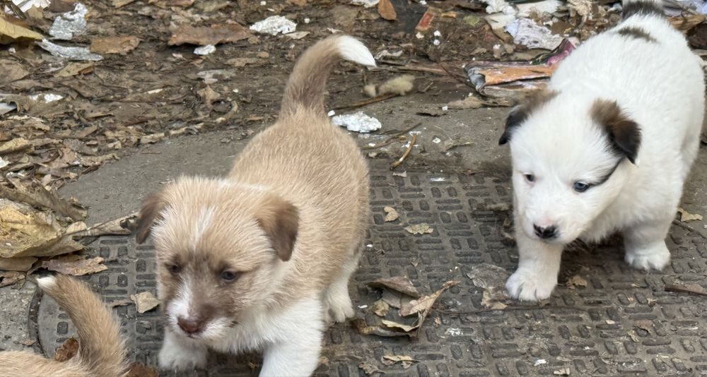 Ofer spre adoptie 6 catelusi de 2 luni