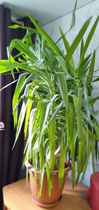 Продам комнатные цветы!