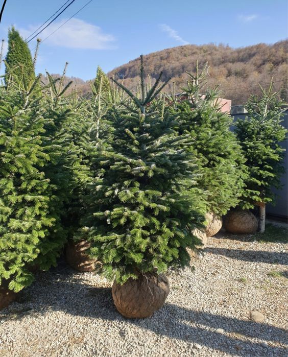 Brazi arginti si verzi