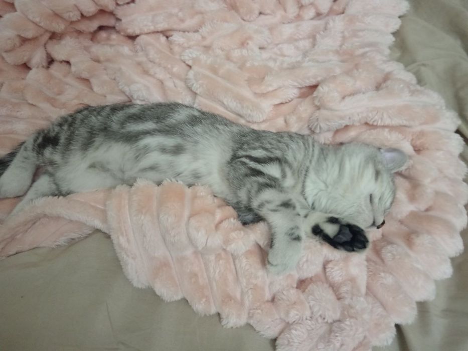 Скоттиш страйт продается кошка