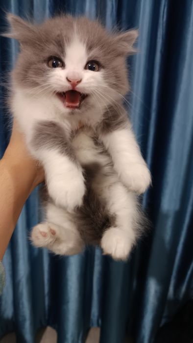 Продаётся котёнок скотиш страйт хайленд