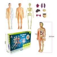 Corpul uman, model anatomic educativ 3D / copii 6+