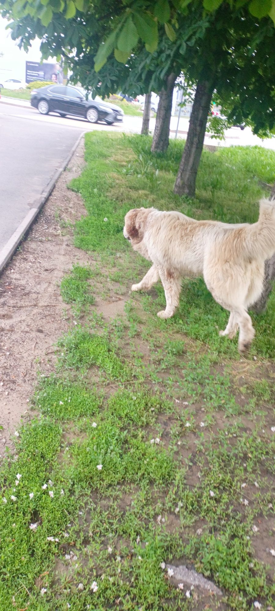 Ходит по улице потерявшийся собака