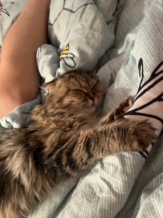 Отдам кошку в хорошие руки