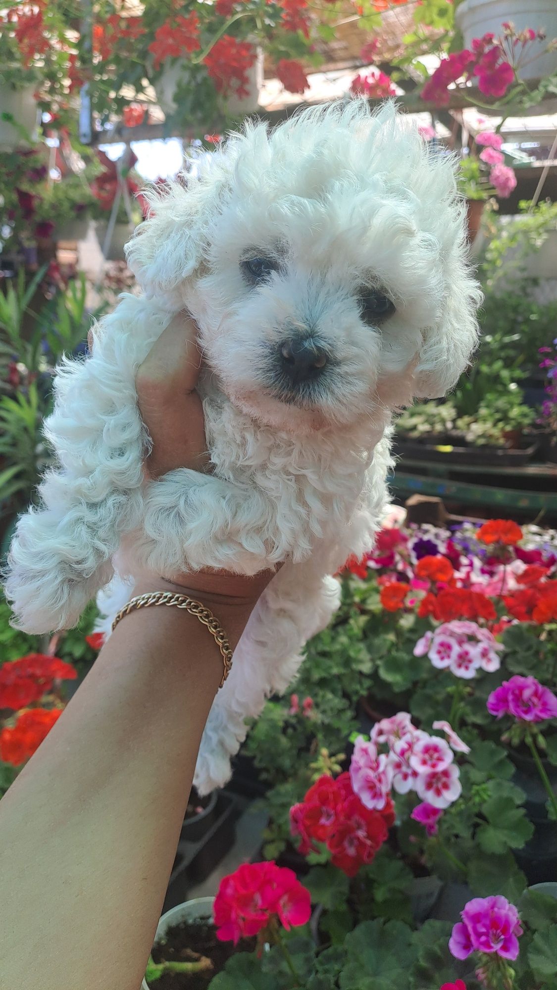O papusa vie cu suflet curat bichon frise