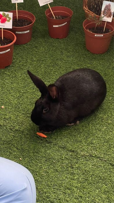 домашние кролик, ухоженные