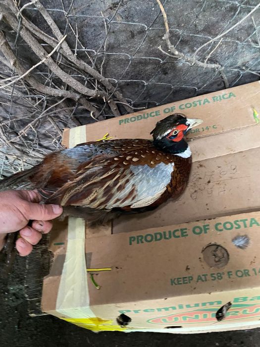 Монголски фазани ( пръстенчат фазан ) Ловен фазан